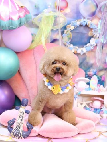 20240810ピノくん